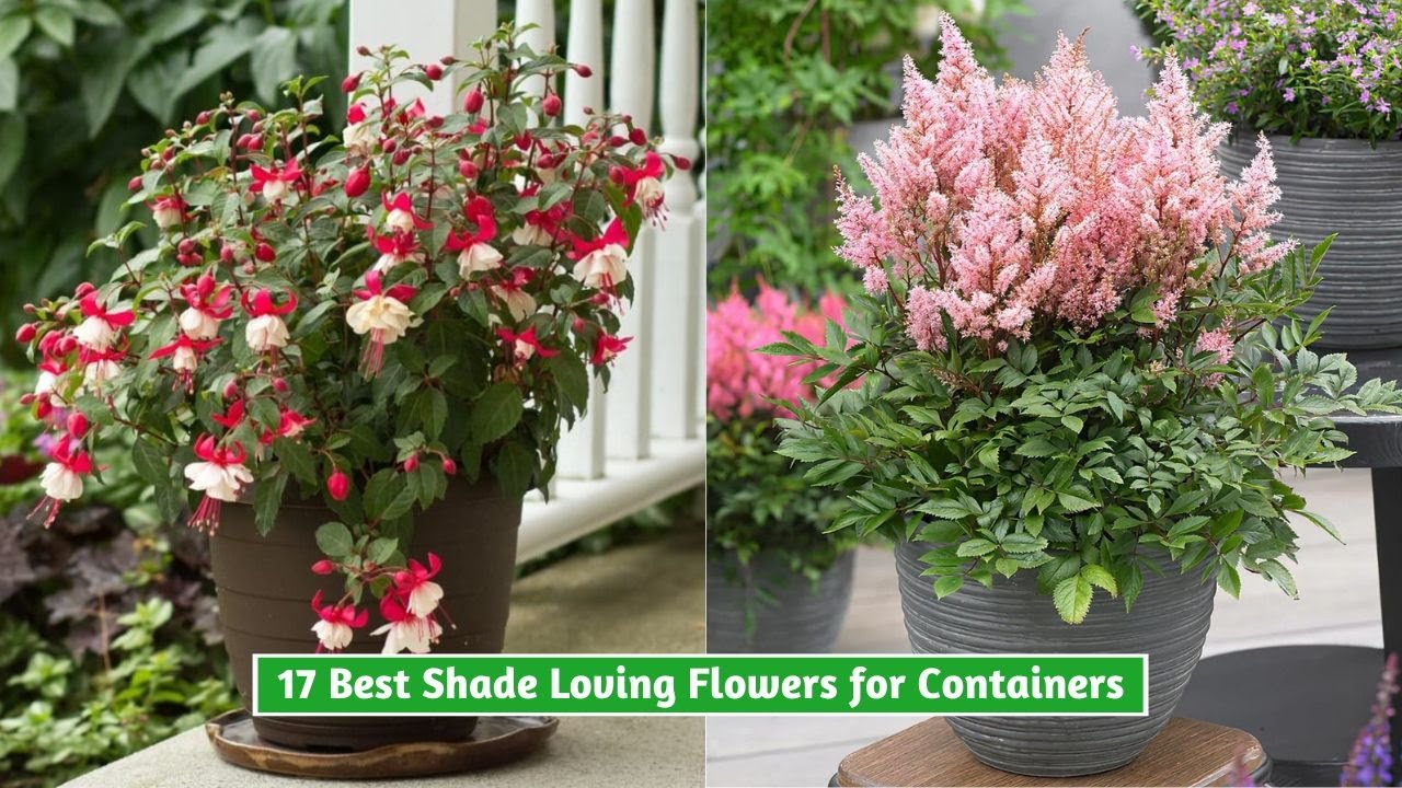 Top shade loving blooms for colorful garden corners
