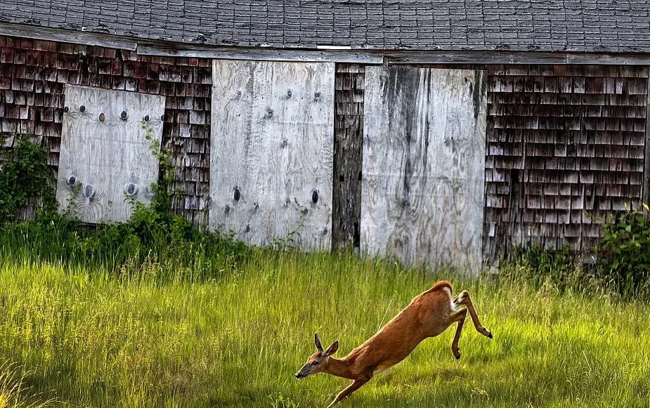 Why deer leap the way they do