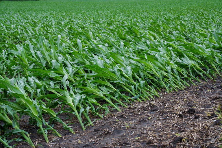Rain brings second week of relief in Iowa drought monitor map