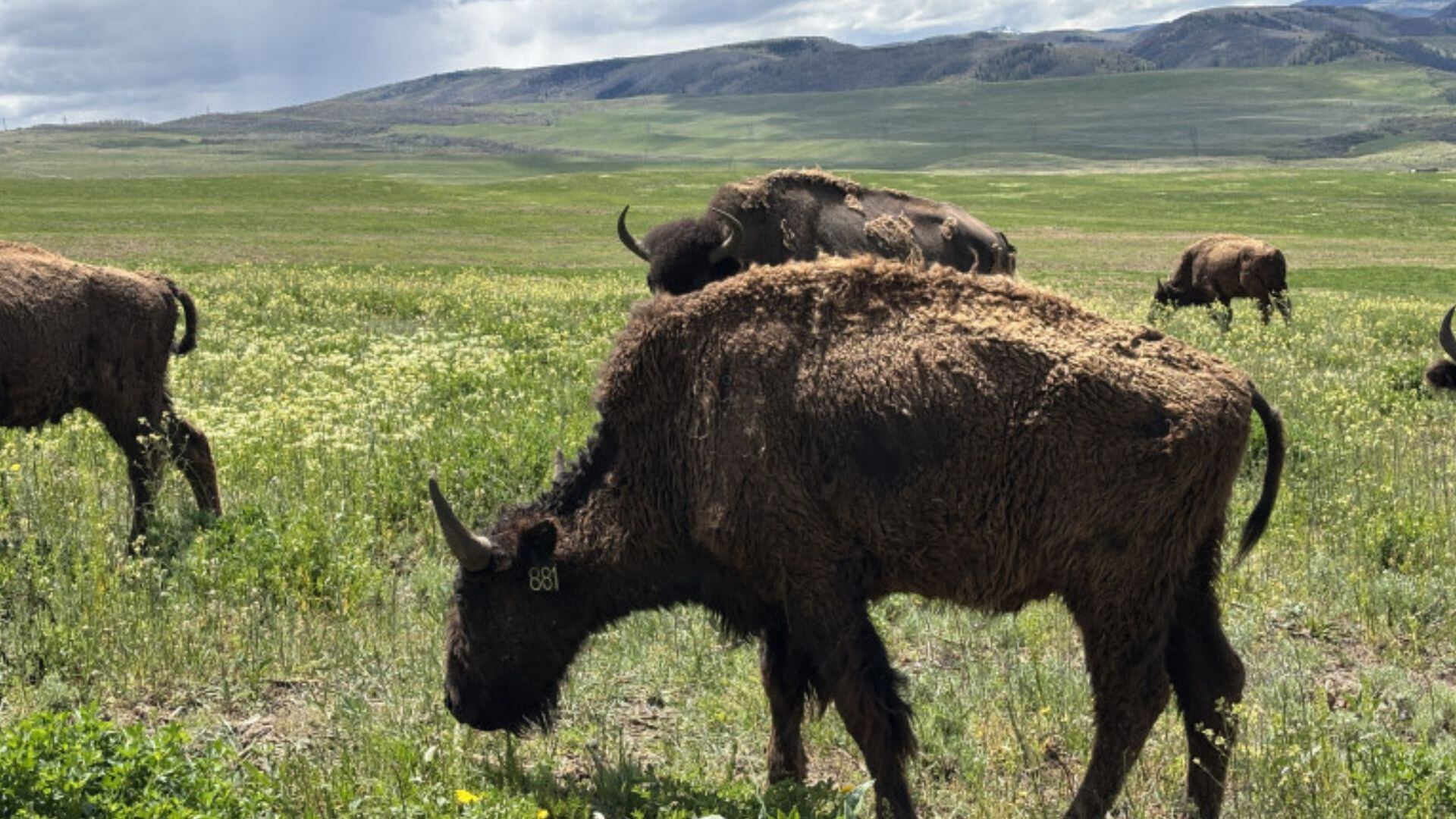 Colorado man charged with more than 90 counts of cruelty to animals ...