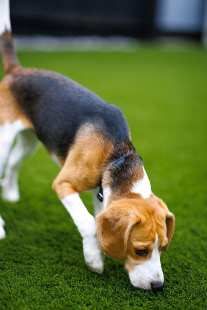 Beautiful view of Relaxing Your Dog In Grass
