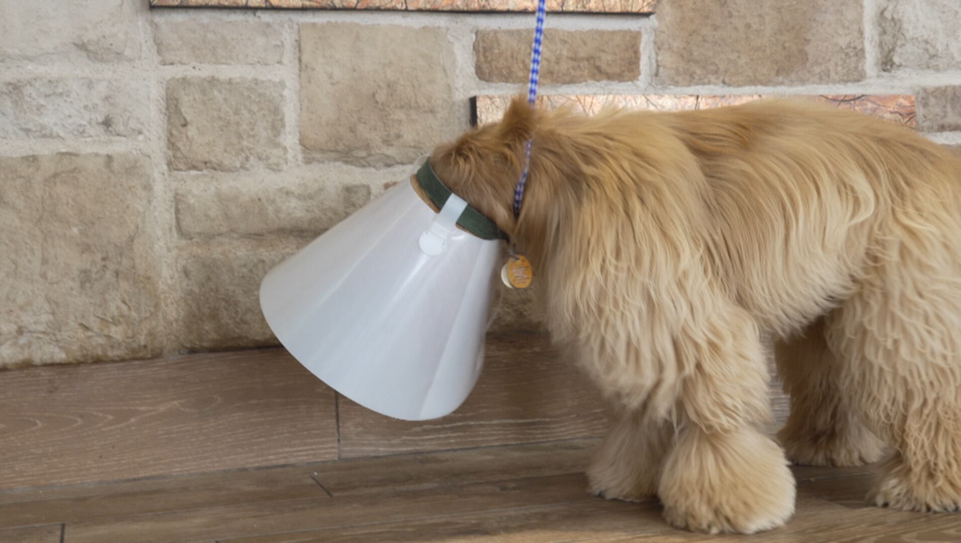 Pet owners urged to keep eye on animals as New World screwworm spreads