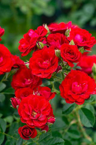 7 low-maintenance roses that practically take care of themselves