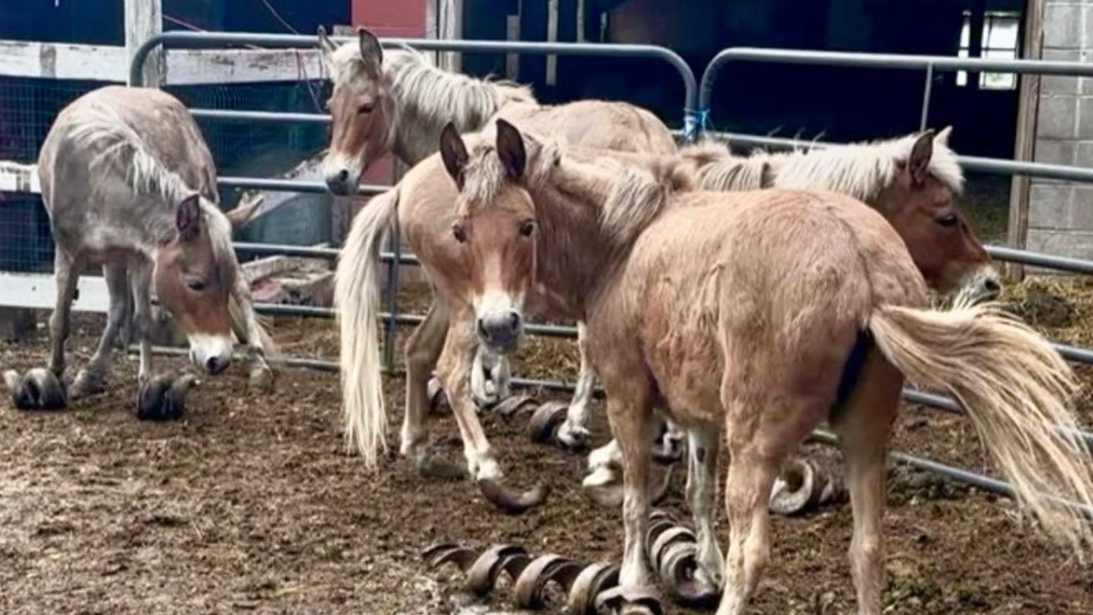 Neglected mules with twisted hooves get second chance thanks to local ...