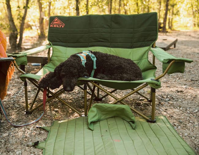 Dog resting on a green double camping chair in a wooded outdoor setting