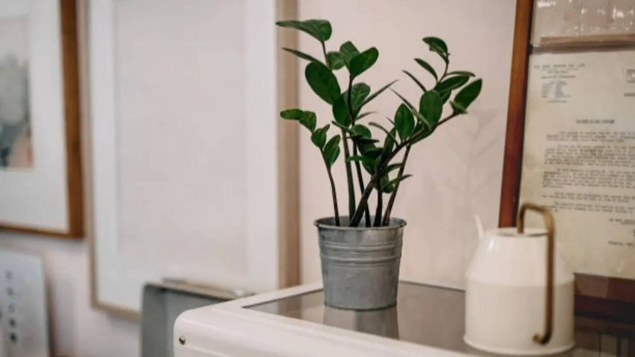 Image result for 5 plants you can keep in your bathroom for a fresh, green and low ...