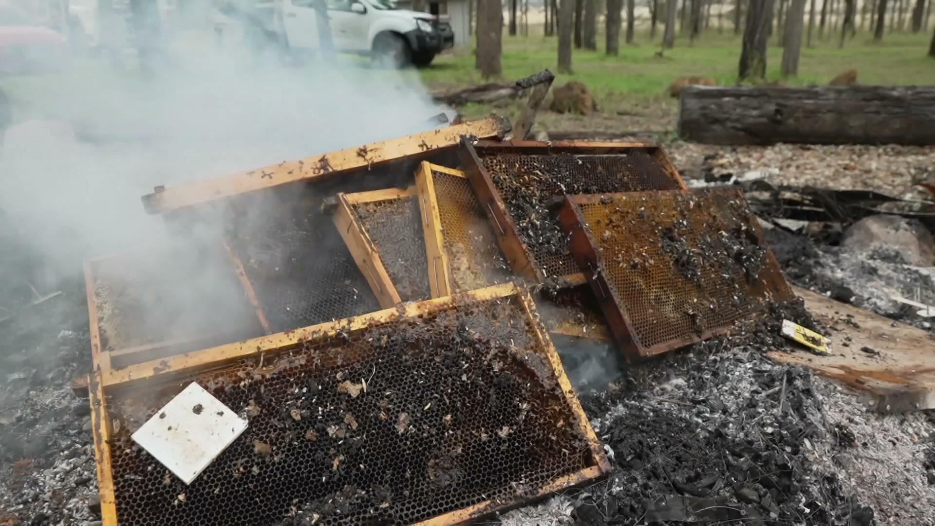 Queensland beekeepers desperate for new varroa mite treatments as ...