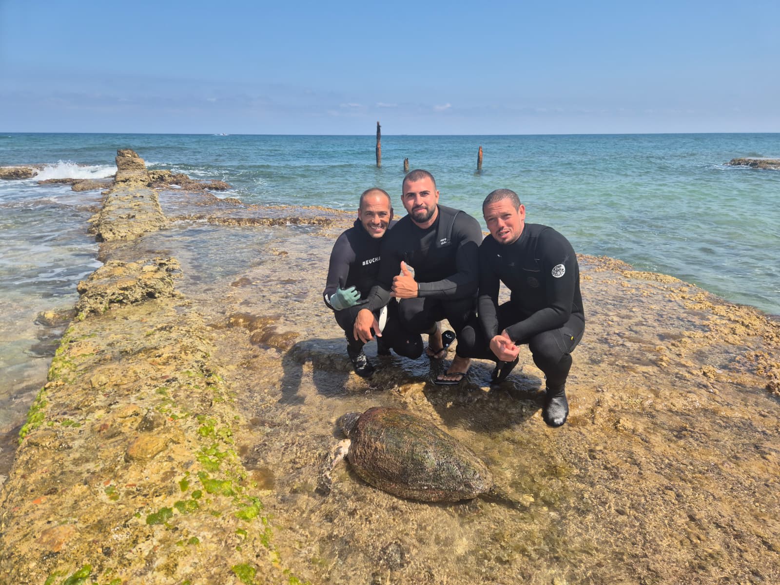 Loggerhead turtle rescued off the coast of Haifa after sea pollution ...