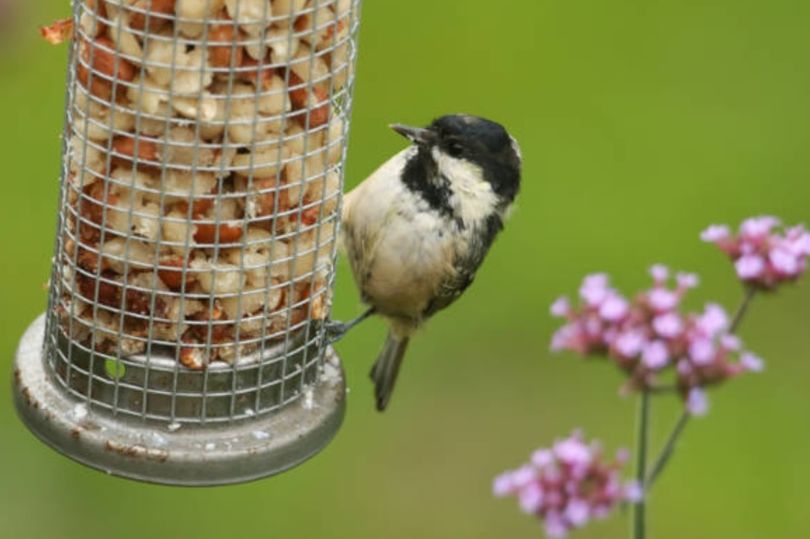 Image result for RSPB urges UK households to remove bird feeders until October