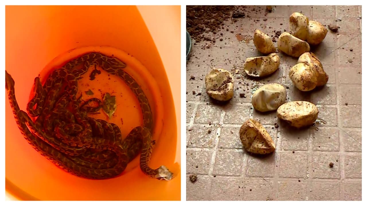 Kerala shocker: Family finds 20 baby pythons inside house over four days