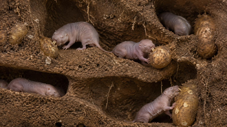 These mole rats farm their own food and scientists are still trying to ...