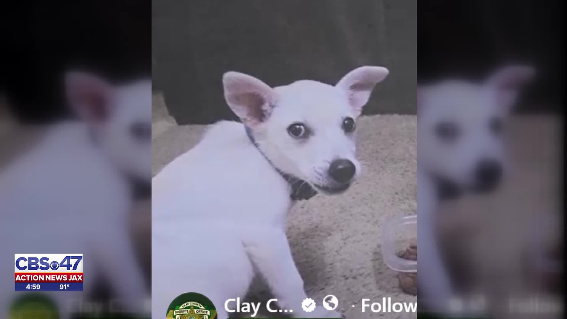 Dog dies after being held underwater and abused by children, the Clay ...