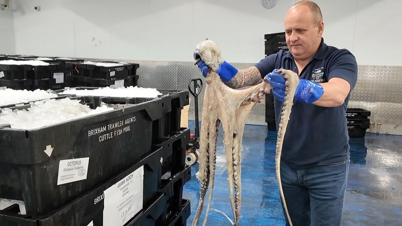 Boat limit planned as Octopus surge hits shellfish