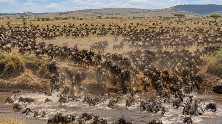 Beyond five-star luxury: Why African wildlife safaris are the new ...
