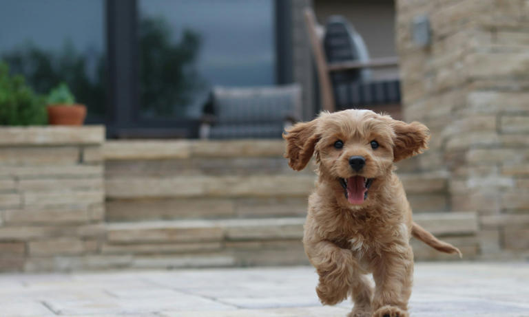 Man accused of adopting pets only to torture them, igniting outrage in ...