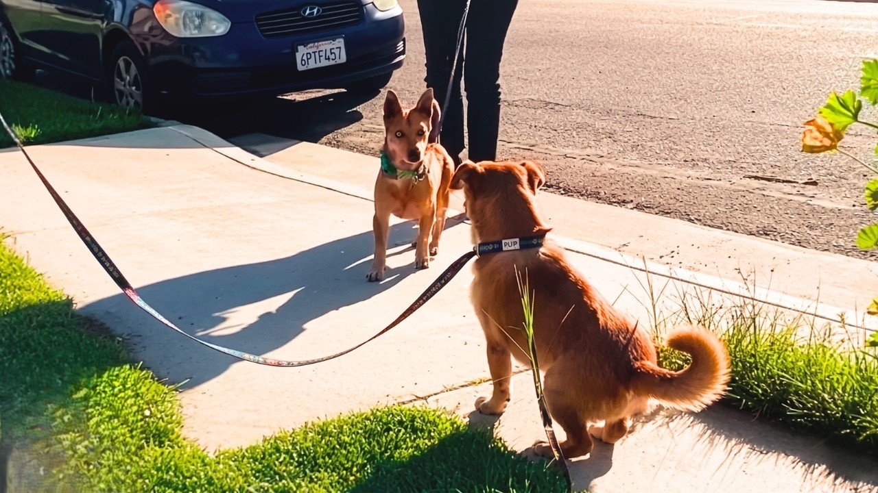 Rescued street dog found the brother he thought he’d lost forever - and ...