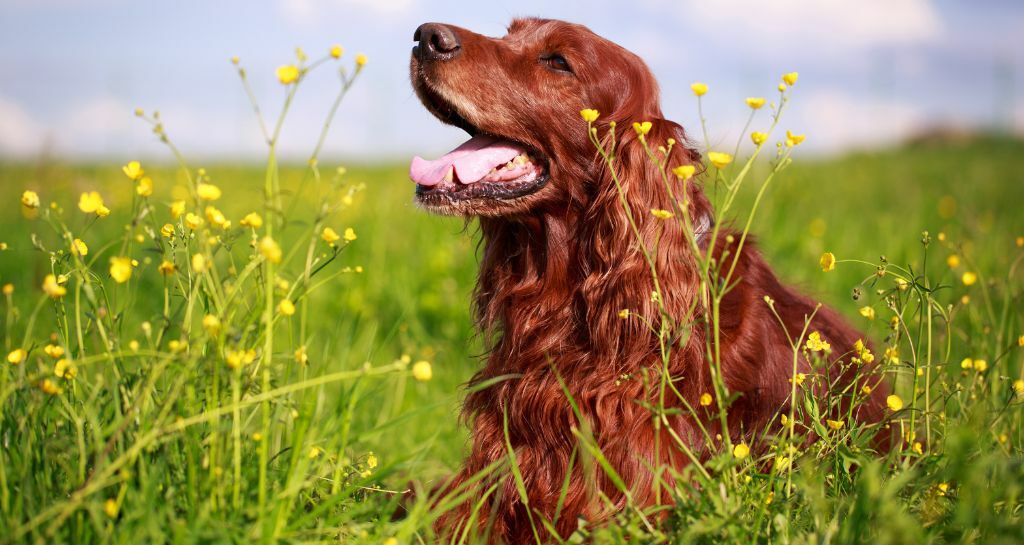 Cani da ferma, le 10 razze più popolari