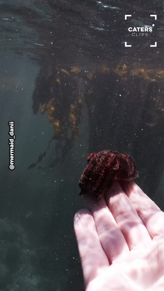 Freediver has rare encounter with curious cuttlefish