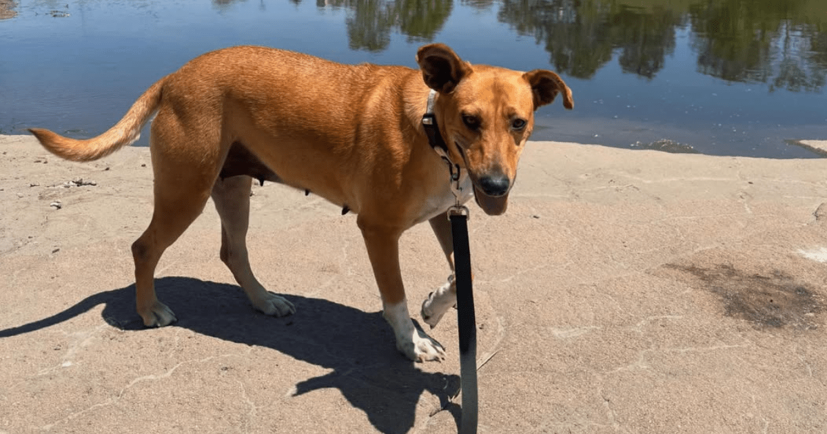 Abandoned mama dog found curled around her baby to keep him warm gets ...