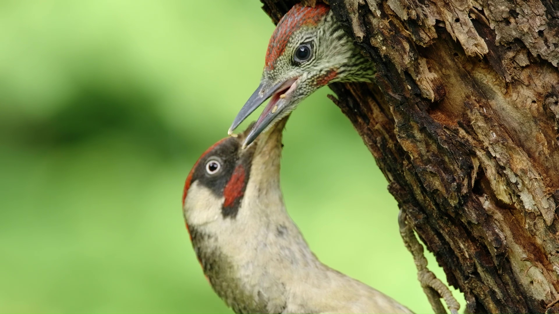 How a woodpecker cares for its hidden nestlings