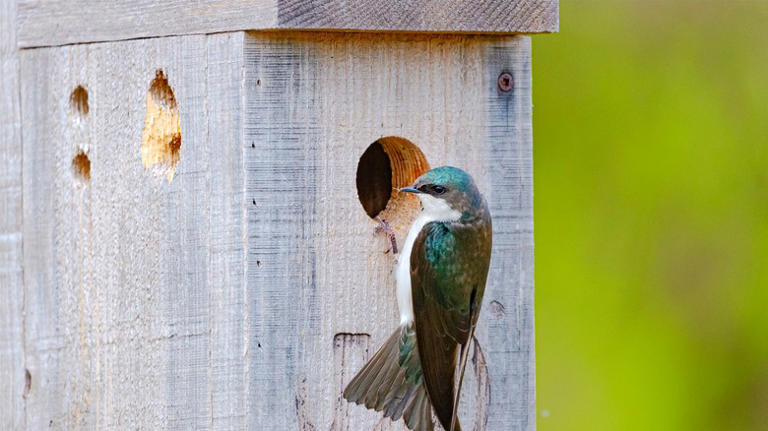 The reason birds aren't nesting in your birdhouse is this classic mistake