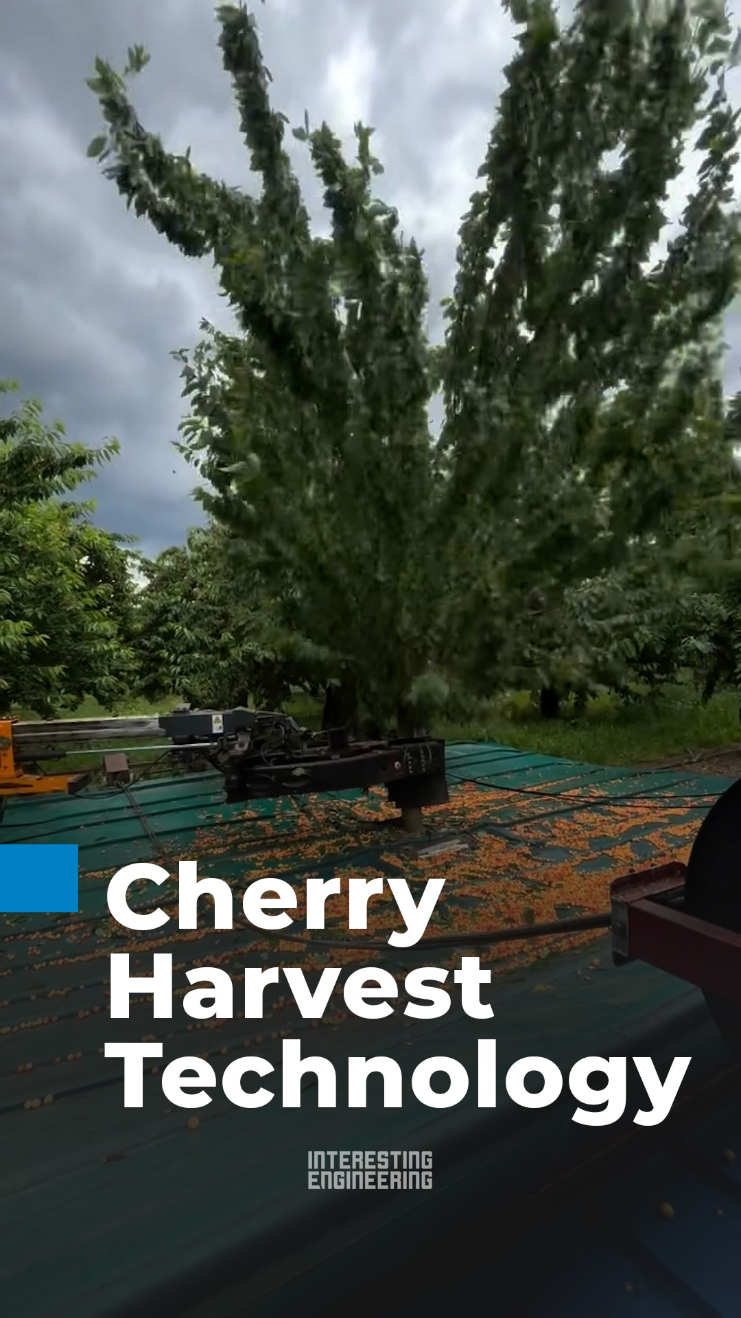 This machine harvests an entire cherry tree in seconds