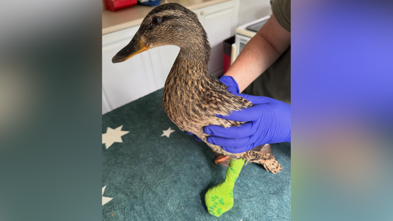 Injured duck gets special boot in charity's care