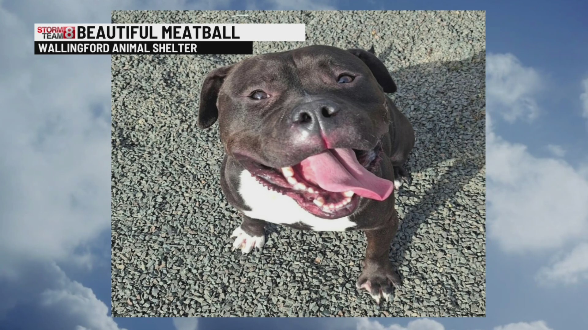 Pet of the week: Meatball