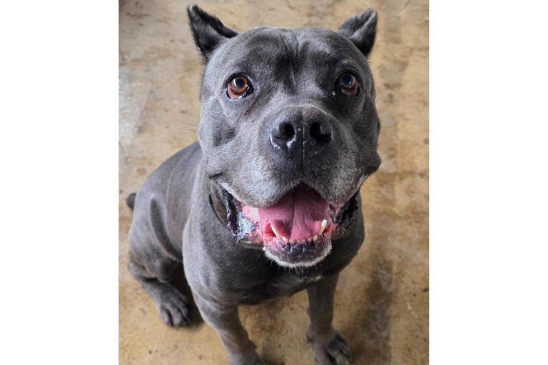Take a look at six abandoned but adorable dogs looking for forever ...