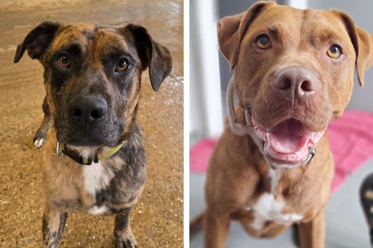 Take a look at six abandoned but adorable dogs looking for forever ...