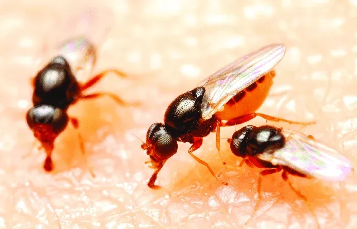 Summer brings another surge of those pesky little gnats