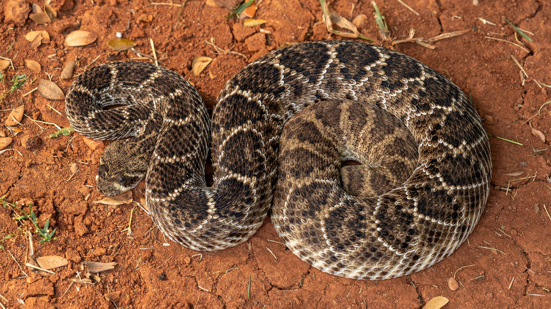 5 creatures to beware of when visiting Saguaro National Park