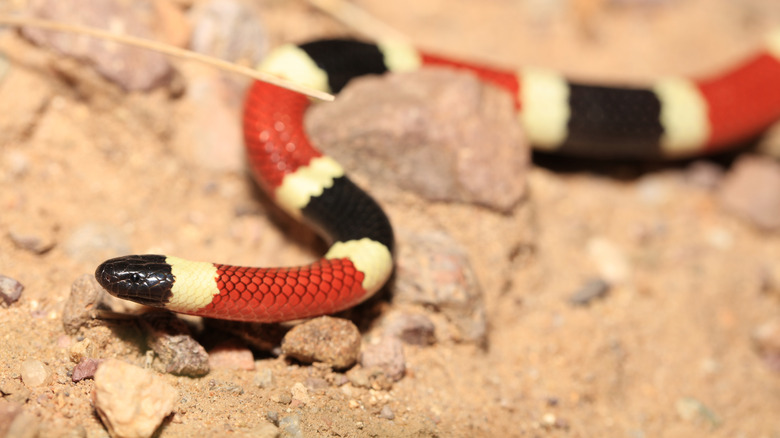 5 creatures to beware of when visiting Saguaro National Park