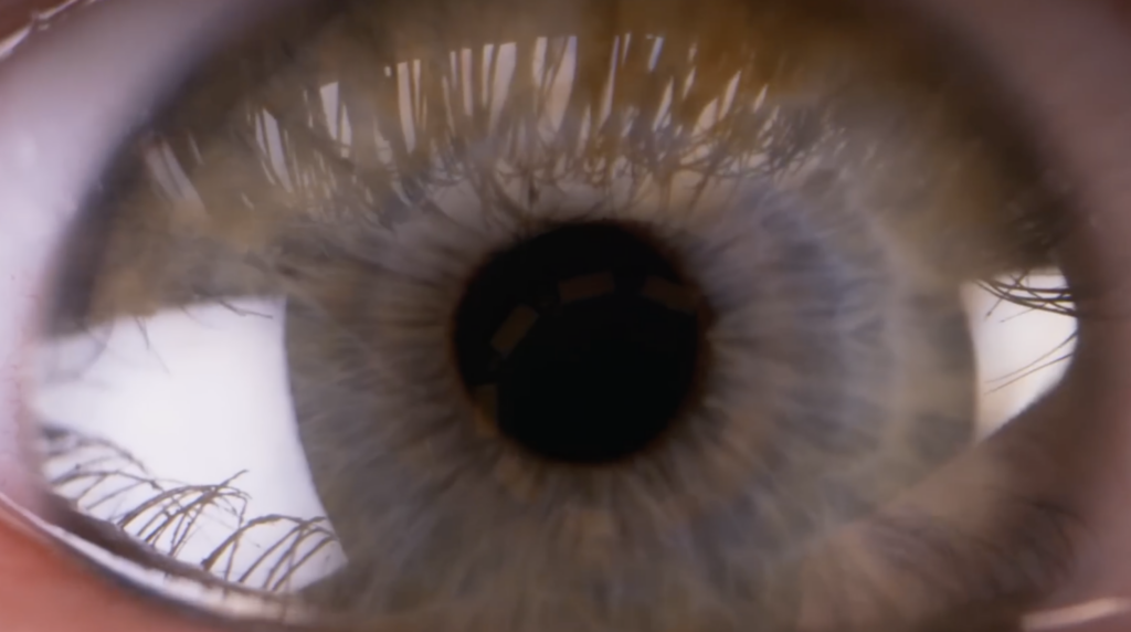 What Would You See If You Had Eyes Like a Fly