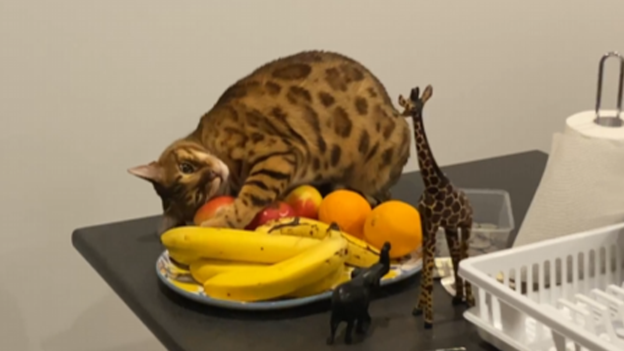 Cat can't stop rubbing its head against a fruit bowl
