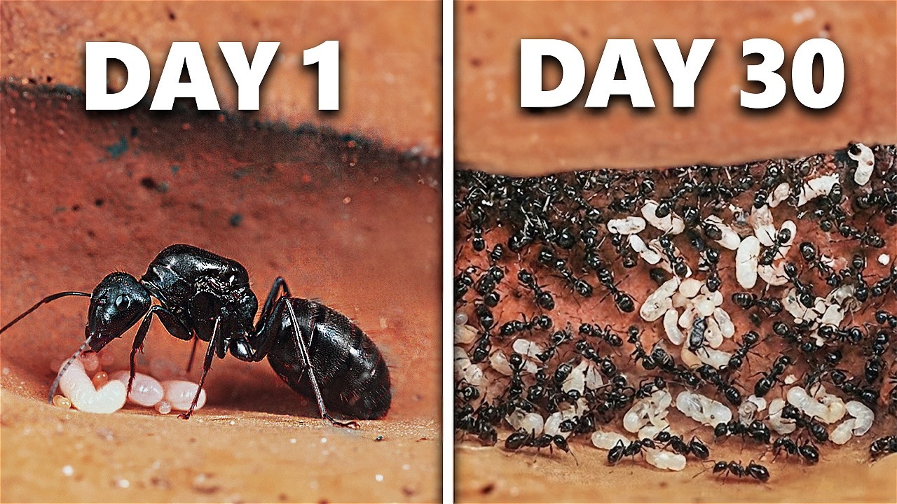 This ant simulation got crazy after 30 days 😳🐜