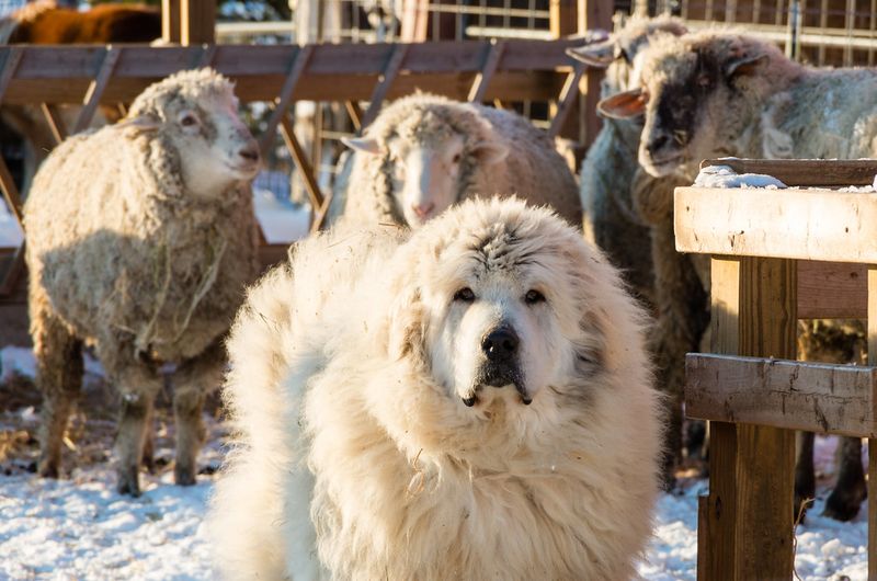 These 11 dogs protect, comfort, and bond with families like few others can
