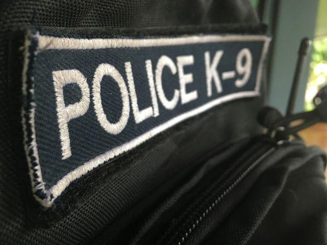 St. Petersburg police K9s Chip and Cimi to get donated body armor