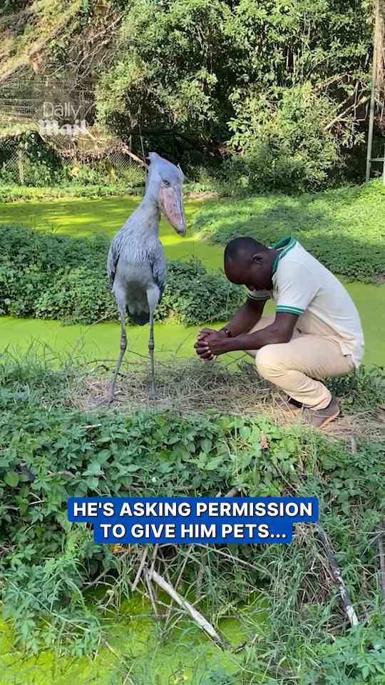 Zookeeper earns stork's trust during gentle interaction