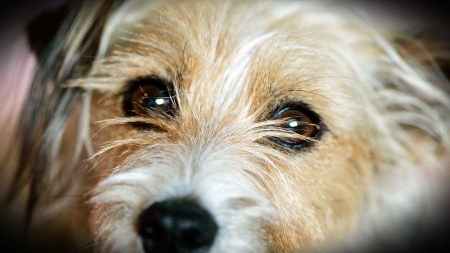 FDA issues emergency use authorization to treat dogs, cats with screwworm