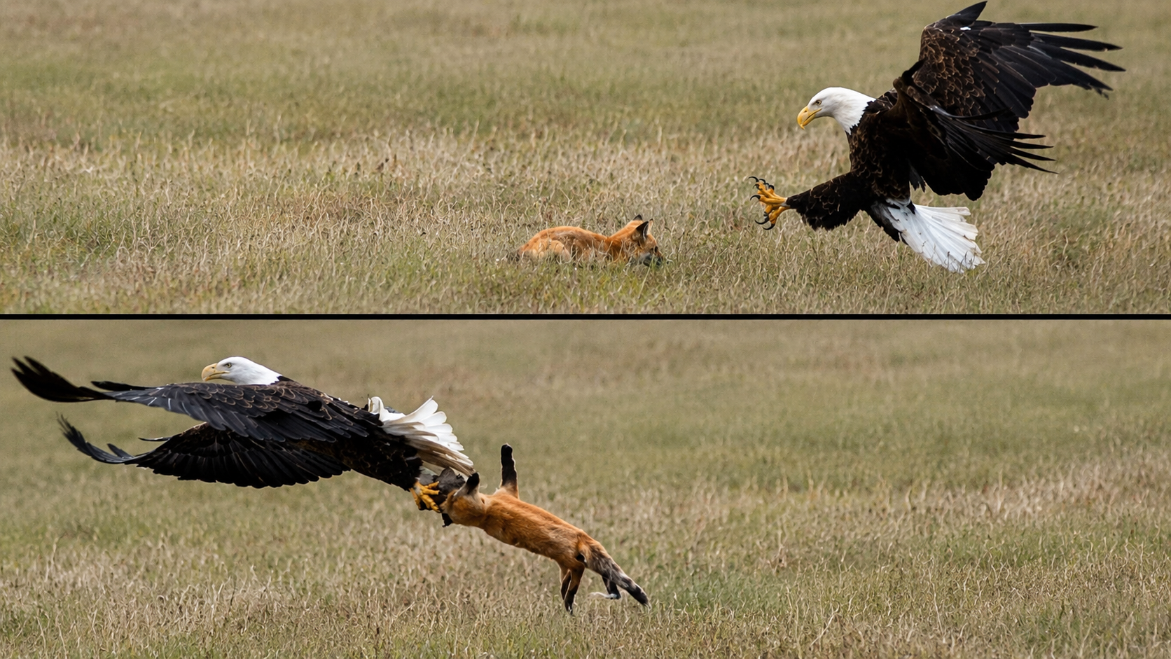 this-baby-fox-thought-it-was-safe-then-an-eagle-snatched-it