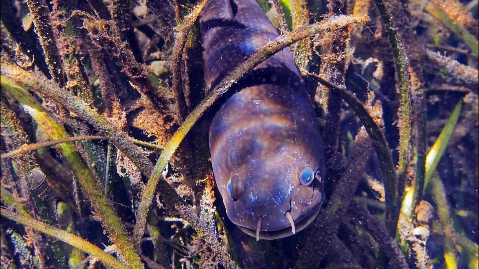 Scientists thought this demon fish was extinct - they were wrong