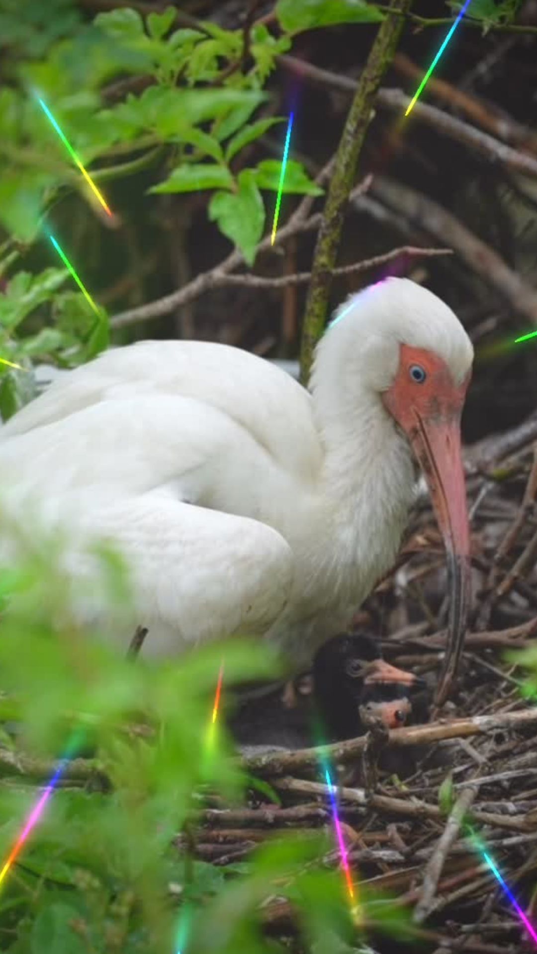 Observing white ibis chicks: Colors and growth stages