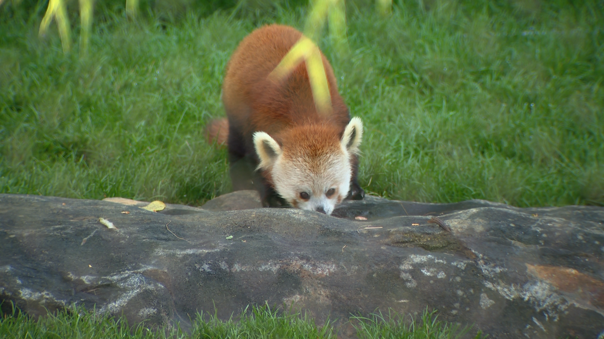 Maryland Zoo's red pandas emerge for first time from quarantine