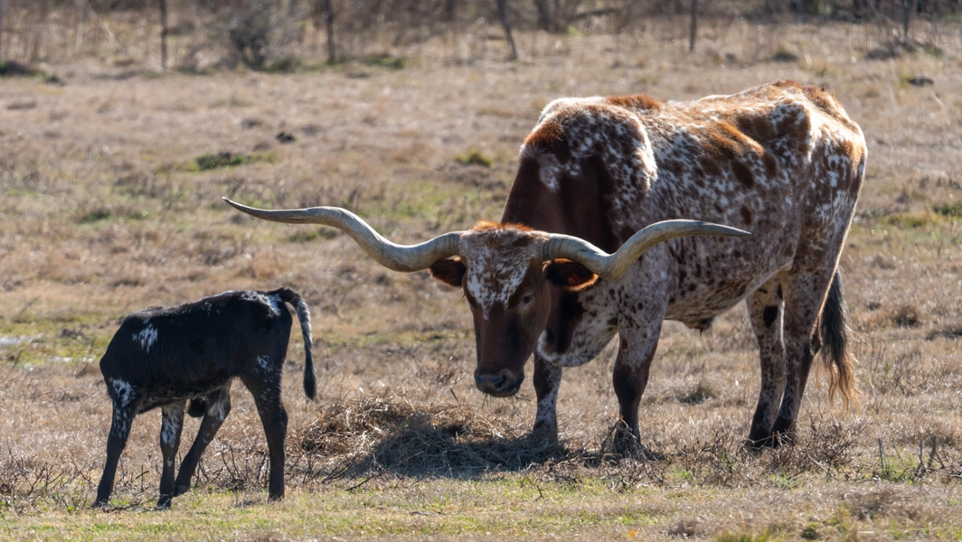 9 historic ranches and towns of the American West