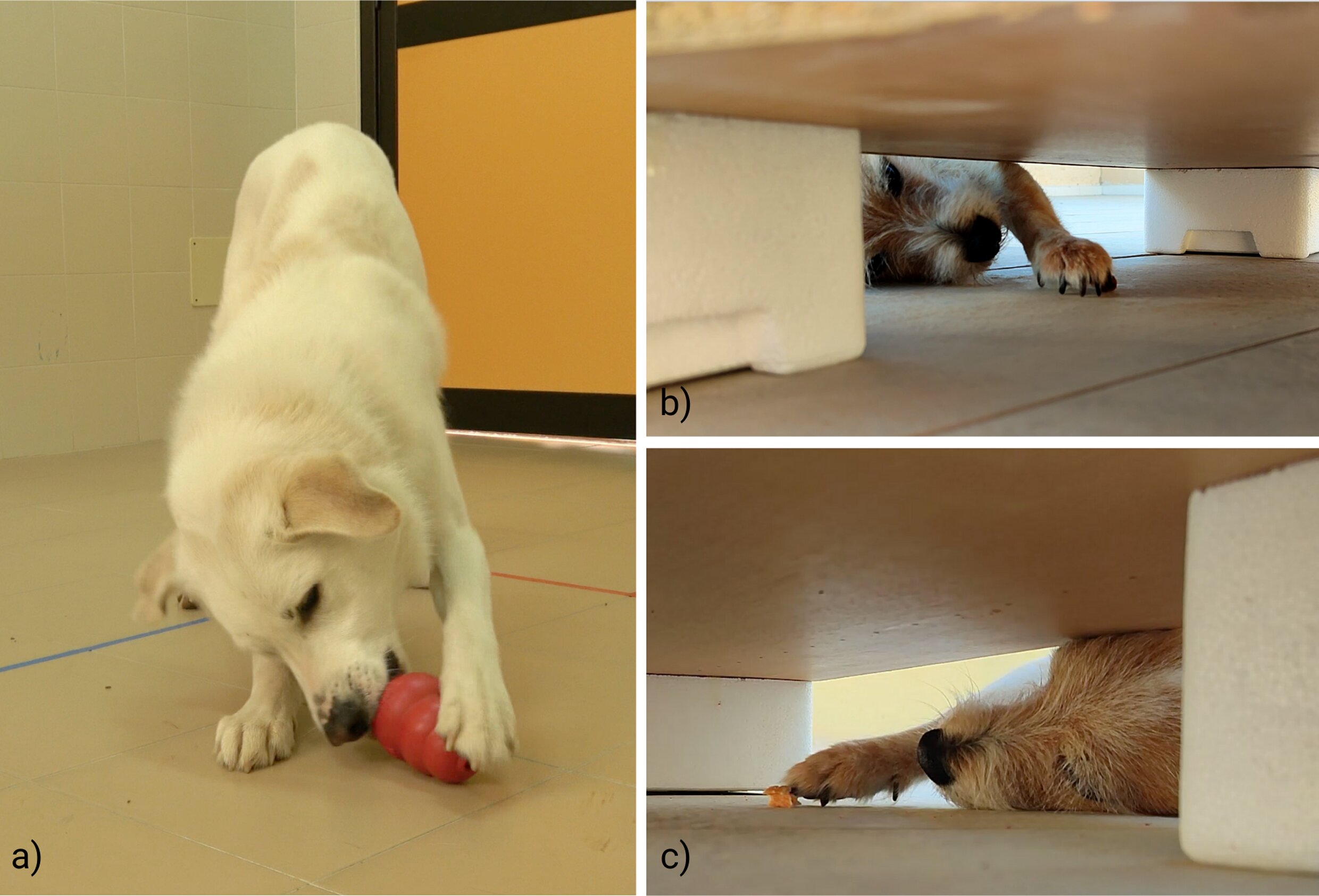 Curated visual reference: Visual Reference: Is Your Dog Right Pawed Or Left Pawed Here S