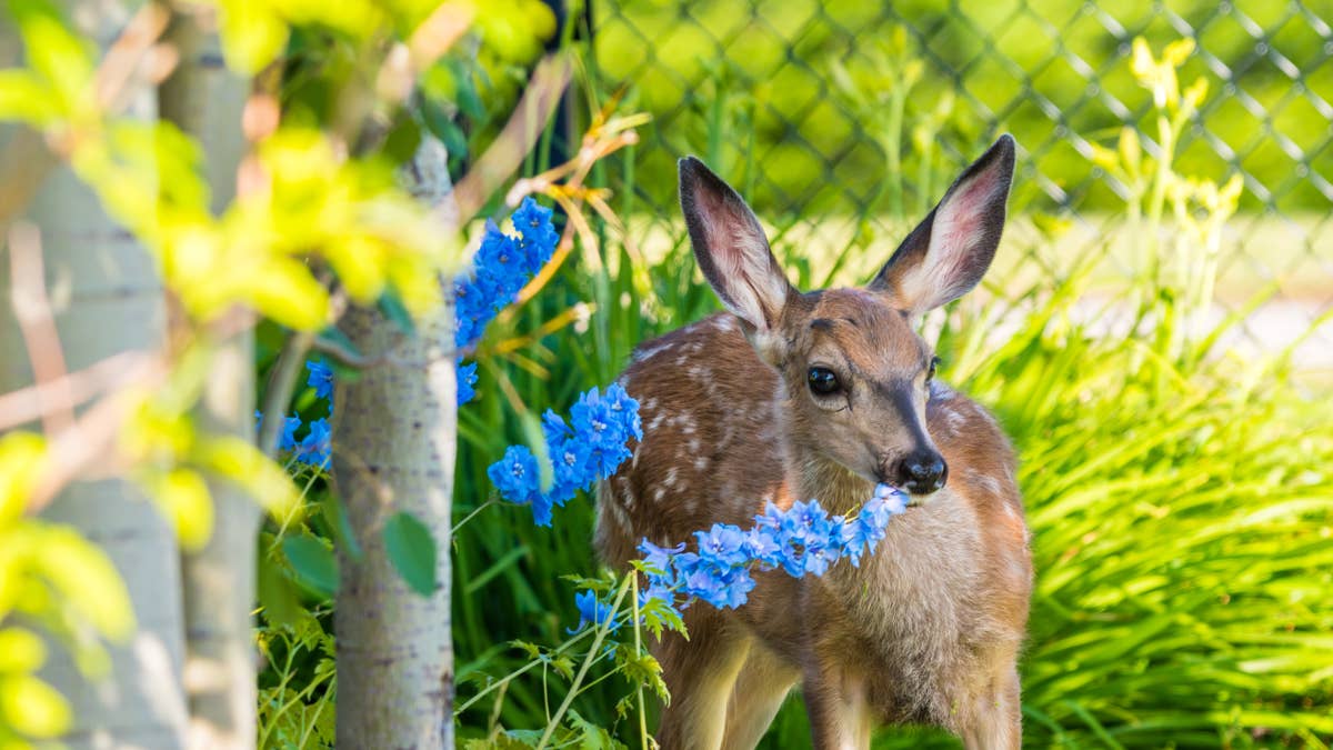 The best deer repellents of 2026, according to wildlife experts