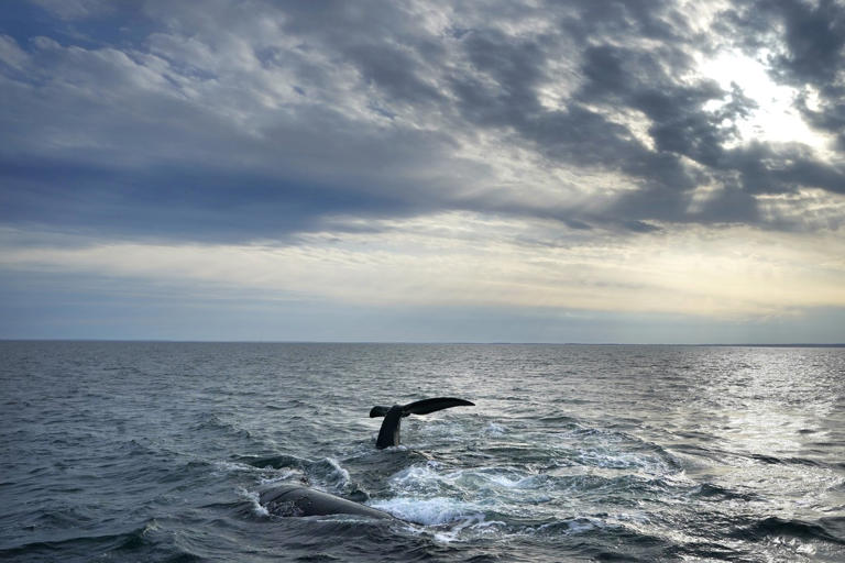 Rare whale entangled in fishing gear spotted again in Gulf of St. Lawrence
