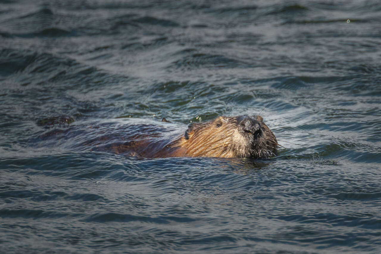 Video shows a beaver swimming in Lady Bird Lake. Do they live in Austin?