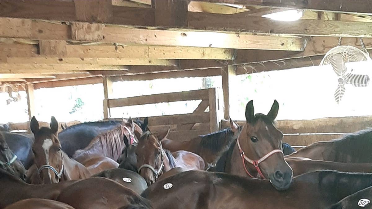 USDA export halt disrupts horse slaughter pipeline, raises questions ...